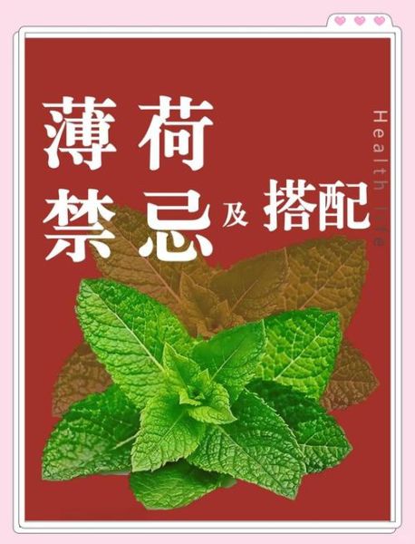 孕妇能吃薄荷吗_孕妇吃薄荷对胎儿有影响吗-第1张图片-星辰妙记