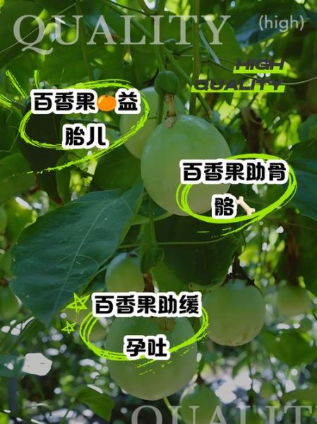 孕妇能吃百香果吗_百香果对胎儿的好处-第1张图片-星辰妙记 孕妇能吃百香果吗_百香果对胎儿的好处-第1张图片-星辰妙记