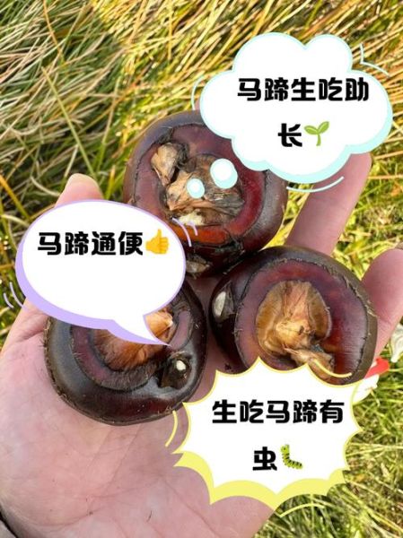 孕妇可以吃马蹄吗_马蹄对孕妇的好处与禁忌-第2张图片-星辰妙记