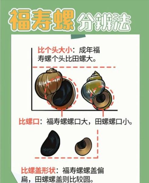 孕妇可以吃田螺吗_田螺对孕妇的影响-第1张图片-星辰妙记 孕妇可以吃田螺吗_田螺对孕妇的影响-第1张图片-星辰妙记