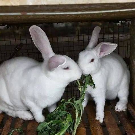 兔子怎么养_兔子吃什么-第2张图片-星辰妙记