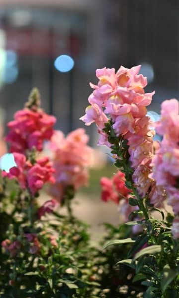 dx镜头是什么_dx镜头值得买吗-第1张图片-星辰妙记