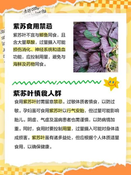 紫苏叶孕妇可以吃吗_紫苏叶孕妇食用禁忌-第1张图片-星辰妙记 紫苏叶孕妇可以吃吗_紫苏叶孕妇食用禁忌-第1张图片-星辰妙记