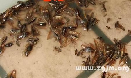 孕妇梦见蟑螂爬到身上_周公解梦准吗-第2张图片-星辰妙记