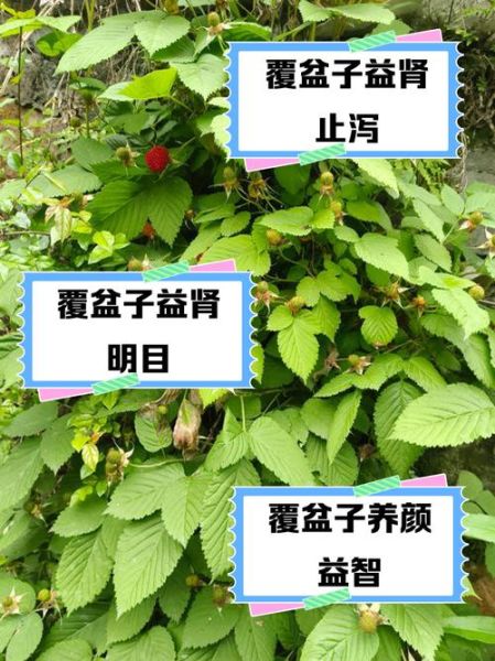 孕妇能吃覆盆子吗_覆盆子对孕妇的好处-第3张图片-星辰妙记 孕妇能吃覆盆子吗_覆盆子对孕妇的好处-第3张图片-星辰妙记