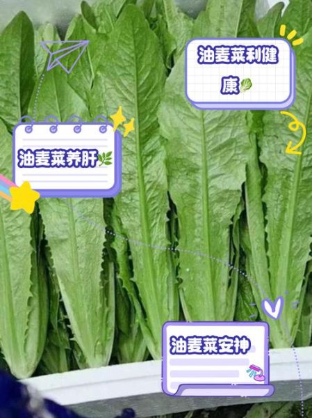 孕妇可以吃油麦菜吗_油麦菜对孕妇的好处-第2张图片-星辰妙记