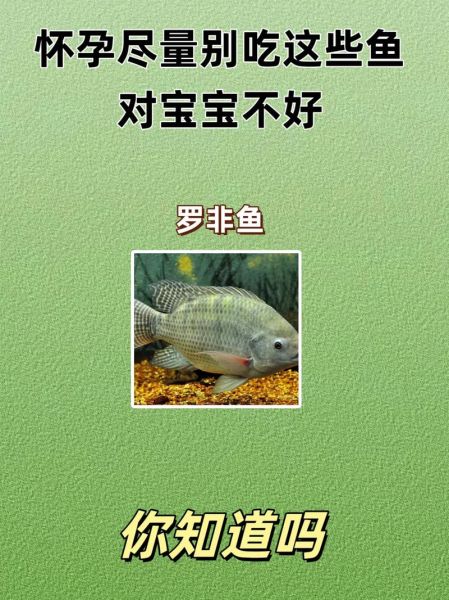 孕妇能吃哪些鱼_孕期吃鱼安全指南-第1张图片-星辰妙记 孕妇能吃哪些鱼_孕期吃鱼安全指南-第1张图片-星辰妙记