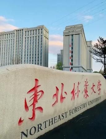 东北林业大学是211还是985_东北林业大学属于什么档次-第1张图片-星辰妙记
