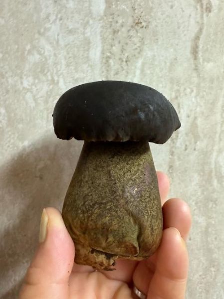 孕妇可以吃牛肝菌吗_牛肝菌孕期食用禁忌-第1张图片-星辰妙记