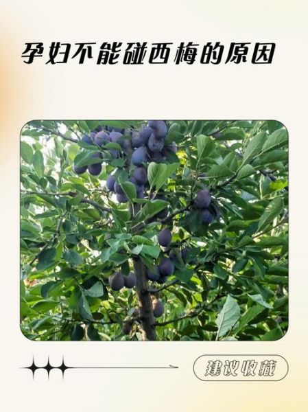 孕妇可以吃西梅吗_西梅对胎儿的影响-第1张图片-星辰妙记