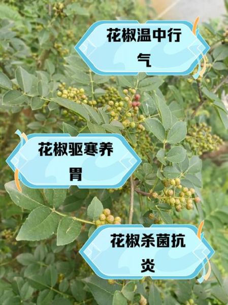 孕妇能吃花椒吗_花椒对孕妇的影响-第1张图片-星辰妙记 孕妇能吃花椒吗_花椒对孕妇的影响-第1张图片-星辰妙记