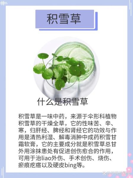 积雪草孕妇可以用吗_积雪草成分安全吗-第1张图片-星辰妙记