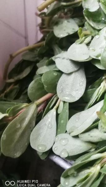 马蜂菜孕妇可以吃吗_孕妇吃马蜂菜注意事项-第3张图片-星辰妙记 马蜂菜孕妇可以吃吗_孕妇吃马蜂菜注意事项-第3张图片-星辰妙记