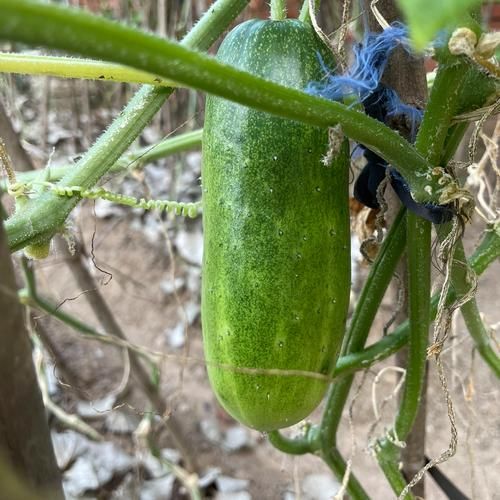 孕妇能吃黄瓜吗_孕期吃黄瓜的注意事项-第1张图片-星辰妙记 孕妇能吃黄瓜吗_孕期吃黄瓜的注意事项-第1张图片-星辰妙记